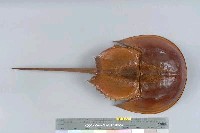 藏品(三棘鱟)的圖片